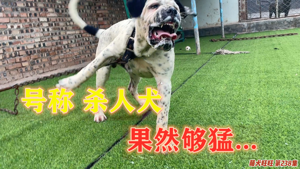 天一犬舍最新长毛种公亮相，长毛犬独特魅力深度探索